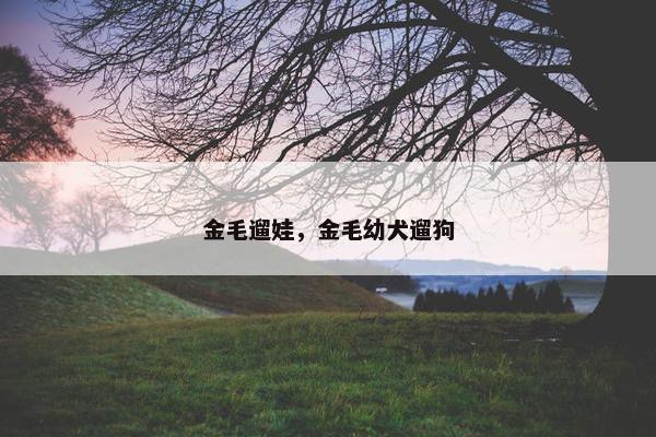 金毛遛娃，金毛幼犬遛狗