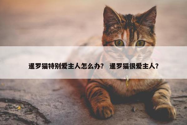 暹罗猫特别爱主人怎么办？ 暹罗猫很爱主人？
