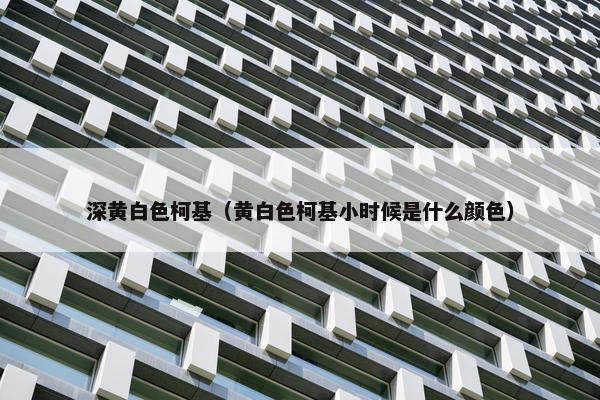 深黄白色柯基（黄白色柯基小时候是什么颜色）