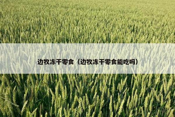 边牧冻干零食（边牧冻干零食能吃吗）