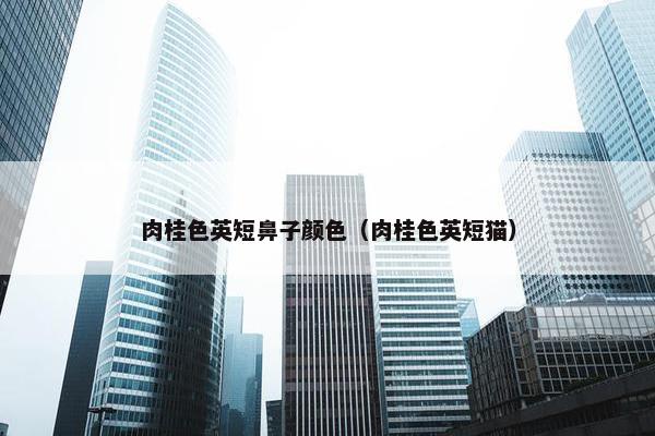 肉桂色英短鼻子颜色（肉桂色英短猫）