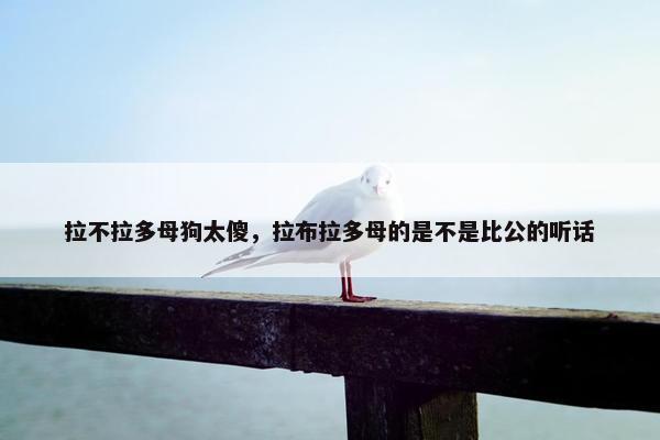 拉不拉多母狗太傻，拉布拉多母的是不是比公的听话