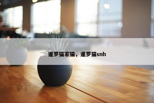 暹罗猫家猫，暹罗猫snh