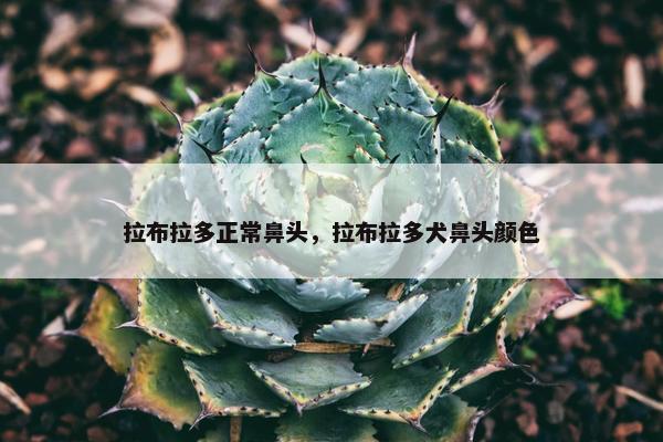拉布拉多正常鼻头，拉布拉多犬鼻头颜色