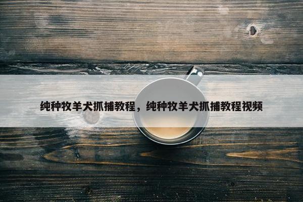 纯种牧羊犬抓捕教程，纯种牧羊犬抓捕教程视频