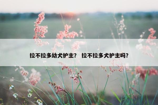 拉不拉多幼犬护主？ 拉不拉多犬护主吗？