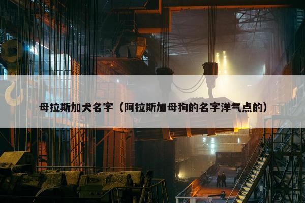 母拉斯加犬名字（阿拉斯加母狗的名字洋气点的）