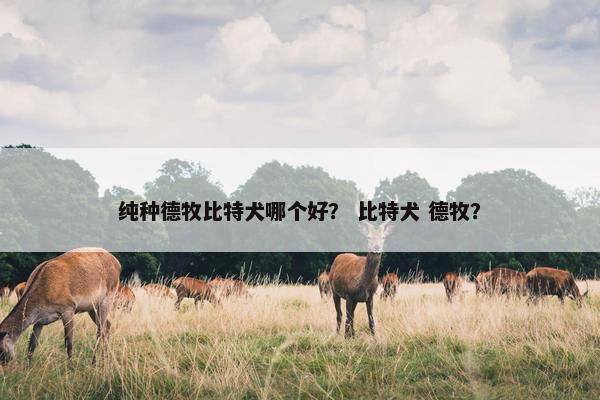 纯种德牧比特犬哪个好？ 比特犬 德牧？
