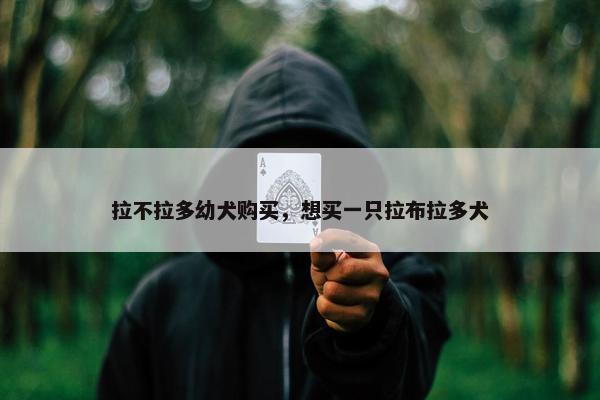 拉不拉多幼犬购买，想买一只拉布拉多犬