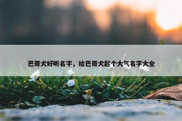 巴哥犬好听名字，给巴哥犬起个大气名字大全