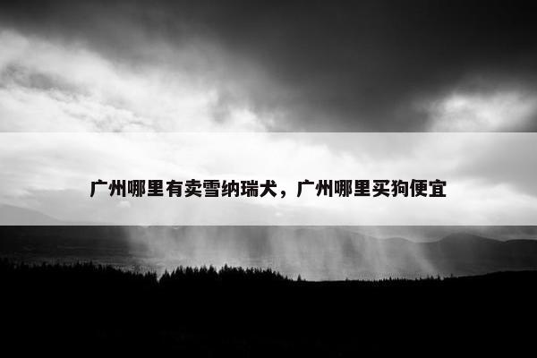 广州哪里有卖雪纳瑞犬，广州哪里买狗便宜