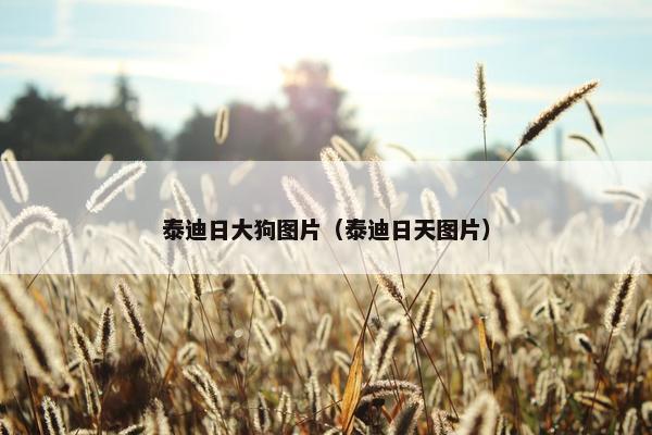 泰迪日大狗图片（泰迪日天图片）