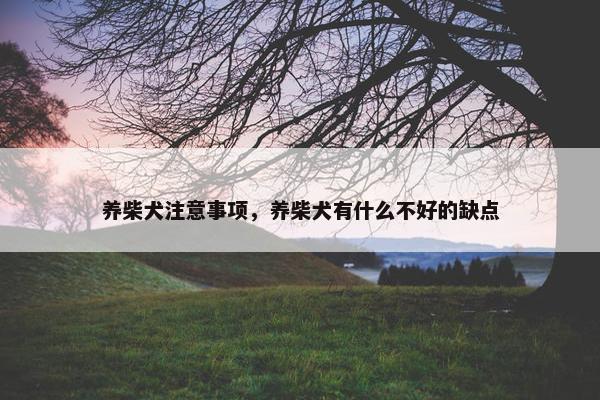 养柴犬注意事项，养柴犬有什么不好的缺点