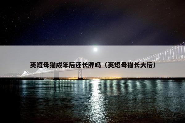 英短母猫成年后还长胖吗（英短母猫长大后）