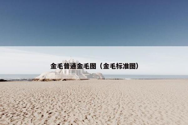 金毛普通金毛图（金毛标准图）