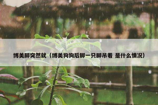 博美脚突然就（博美狗狗后脚一只脚吊着 是什么情况）