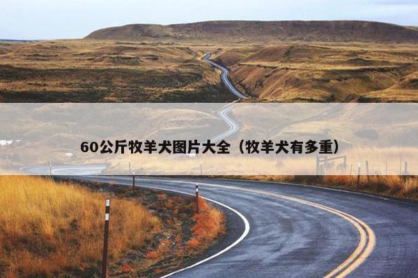 60公斤牧羊犬图片大全（牧羊犬有多重）