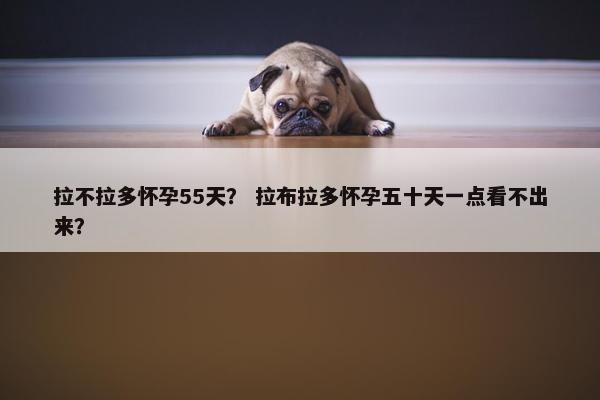 拉不拉多怀孕55天？ 拉布拉多怀孕五十天一点看不出来？