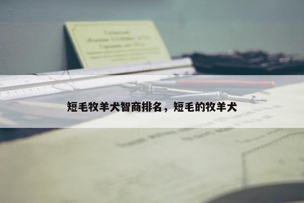 短毛牧羊犬智商排名，短毛的牧羊犬