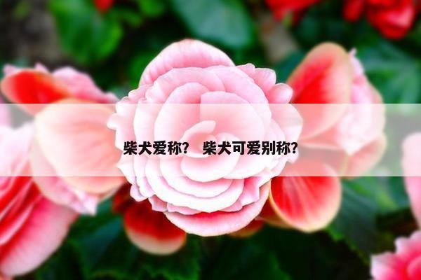柴犬爱称？ 柴犬可爱别称？