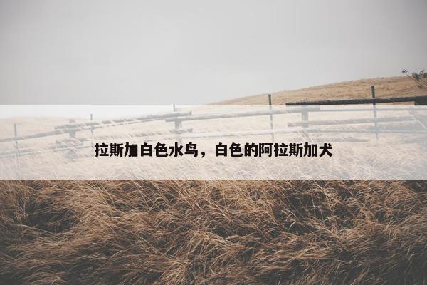 拉斯加白色水鸟，白色的阿拉斯加犬