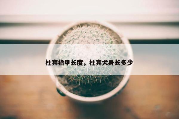 杜宾指甲长度，杜宾犬身长多少