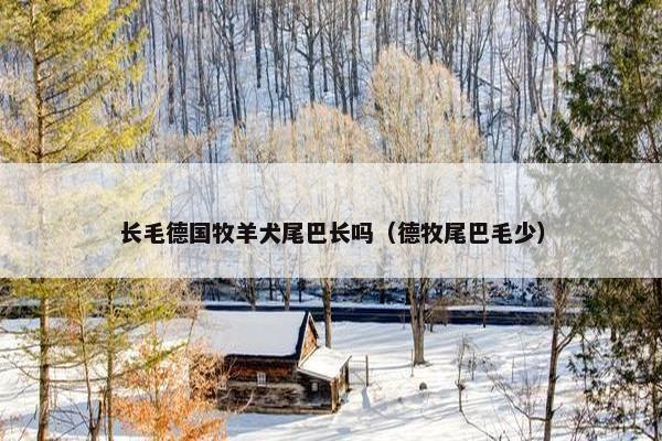长毛德国牧羊犬尾巴长吗（德牧尾巴毛少）
