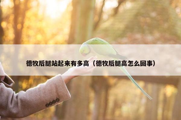 德牧后腿站起来有多高（德牧后腿高怎么回事）