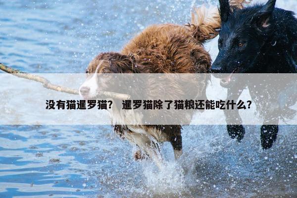 没有猫暹罗猫？ 暹罗猫除了猫粮还能吃什么？