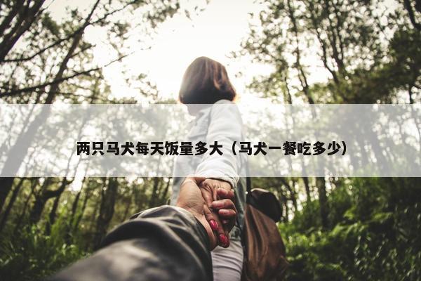 两只马犬每天饭量多大（马犬一餐吃多少）