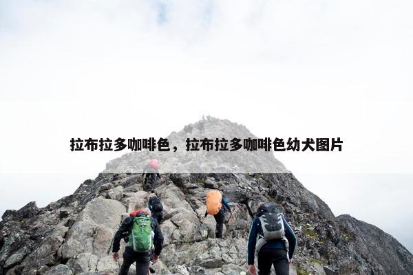 拉布拉多咖啡色，拉布拉多咖啡色幼犬图片