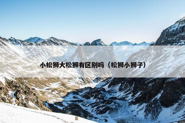 小松狮大松狮有区别吗（松狮小狮子）