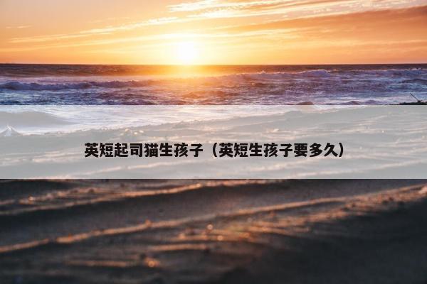 英短起司猫生孩子（英短生孩子要多久）