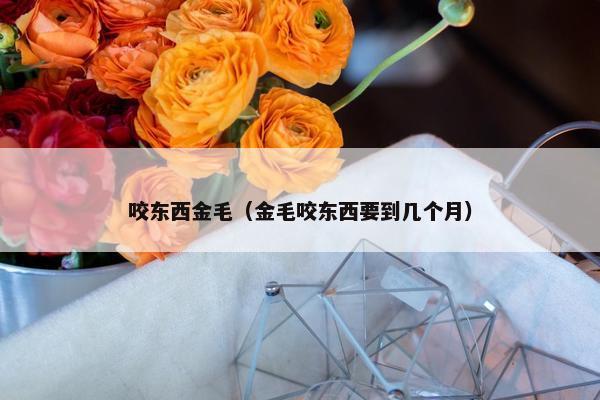 咬东西金毛（金毛咬东西要到几个月）