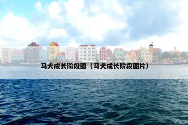 马犬成长阶段图（马犬成长阶段图片）