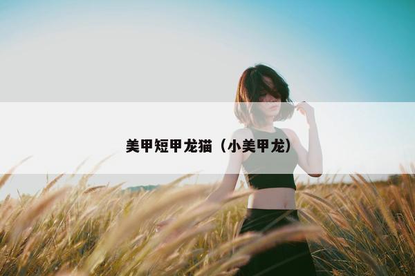 美甲短甲龙猫（小美甲龙）