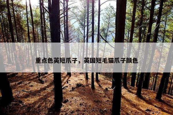 重点色英短爪子，英国短毛猫爪子颜色