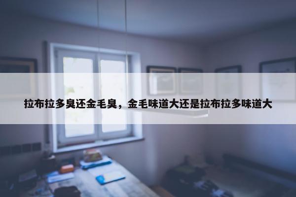 拉布拉多臭还金毛臭，金毛味道大还是拉布拉多味道大