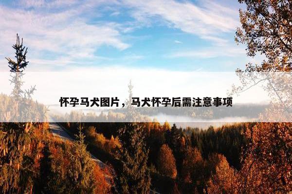 怀孕马犬图片，马犬怀孕后需注意事项