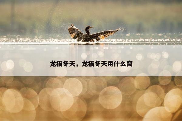龙猫冬天，龙猫冬天用什么窝