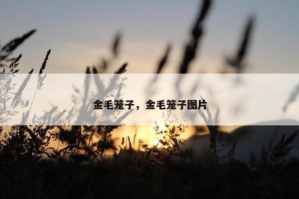 金毛笼子，金毛笼子图片