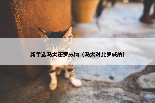 新手选马犬还罗威纳（马犬对比罗威纳）
