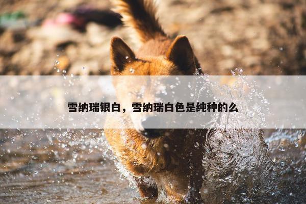 雪纳瑞银白，雪纳瑞白色是纯种的么