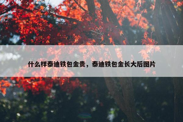 什么样泰迪铁包金贵，泰迪铁包金长大后图片