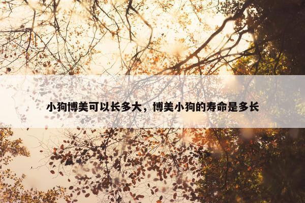 小狗博美可以长多大，博美小狗的寿命是多长