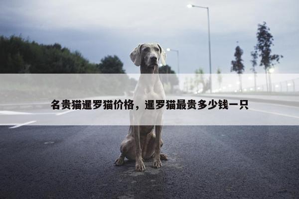 名贵猫暹罗猫价格，暹罗猫最贵多少钱一只