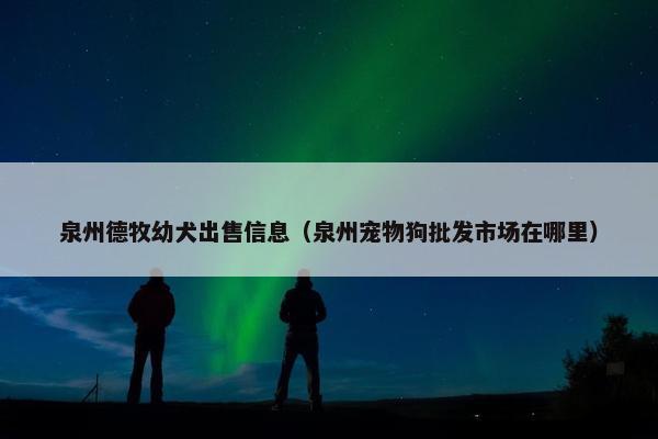 泉州德牧幼犬出售信息（泉州宠物狗批发市场在哪里）