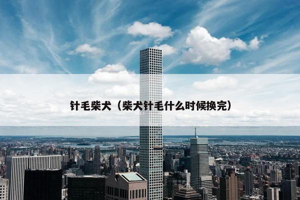 针毛柴犬（柴犬针毛什么时候换完）