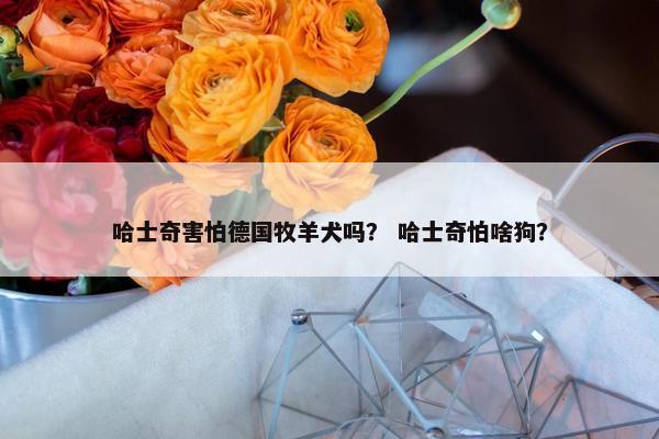 哈士奇害怕德国牧羊犬吗？ 哈士奇怕啥狗？