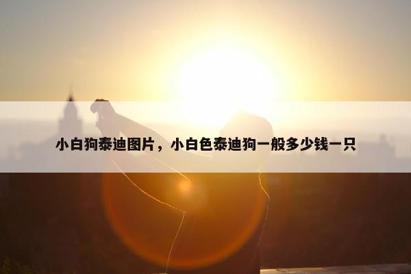 小白狗泰迪图片，小白色泰迪狗一般多少钱一只